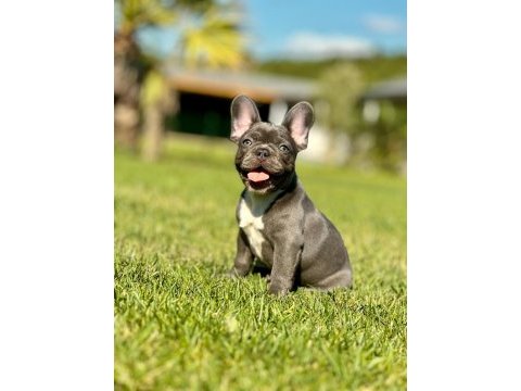 French bulldog yavruları çiftlikten   