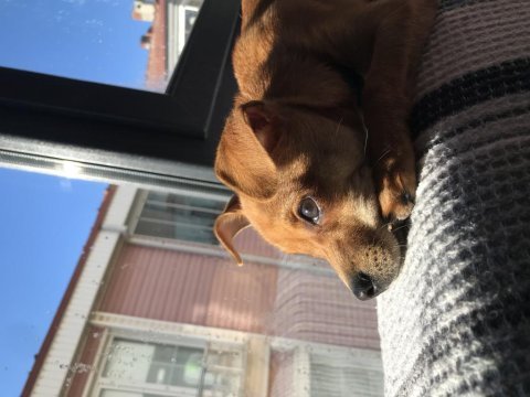 Ücretsiz sahiplendirme pinscher