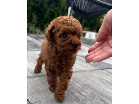 Toy poodle köpeği yavrular