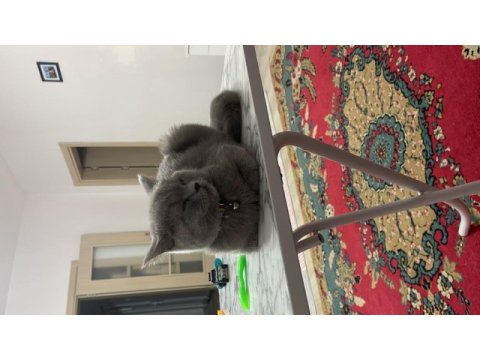 9 aylık british shorthair