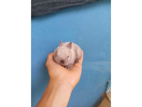 Cüce tavşan yavruları