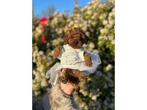 En küçük boy toy poodle yavrularım
