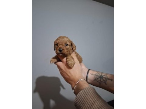 Oyuncaktan farksız poodle
