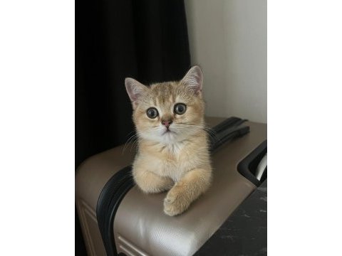 British shorthair gold