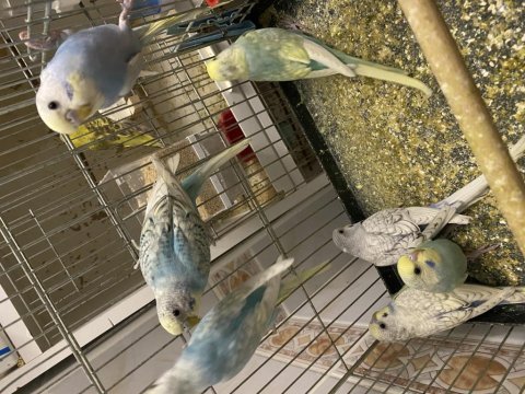 Ev üretimi muhabbet kuşu yavruları