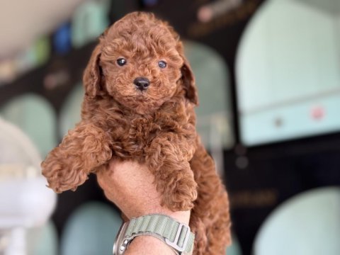 Yasal ruhsatlı çiftlikden toy poodle yavrularımız
