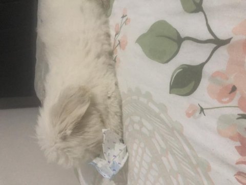 Ücretsiz maltese terrier