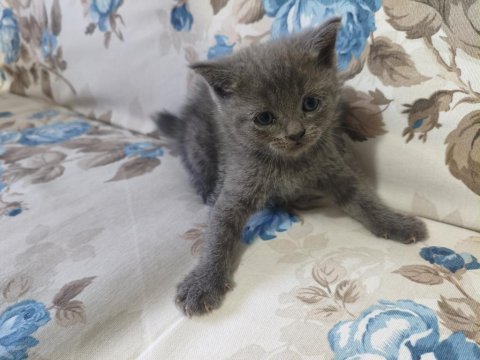 British shorthair yavrular