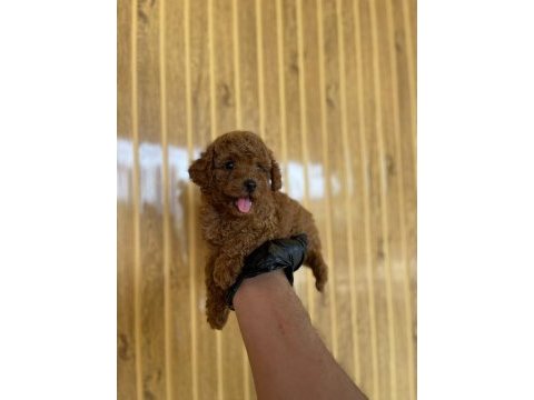 Toy poodle bebekler referans yavru