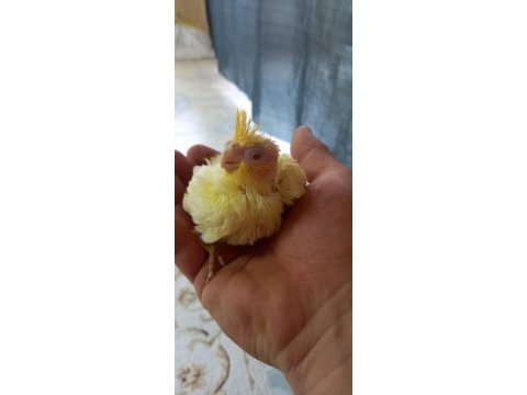 Sevimli sultan papağanı yavruları pied
