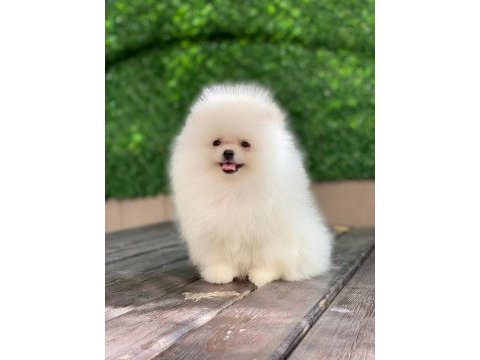 Petmode köpek çiftliğinde ziyarete açık pomeranian