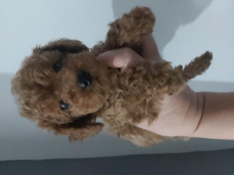 2.5 aylik erkek toy poodle