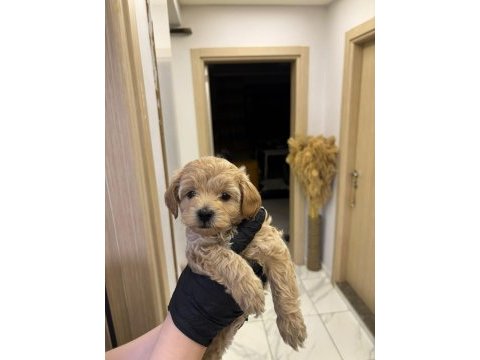 Köpeğimizi sahiplenecek yuva arıyoruz