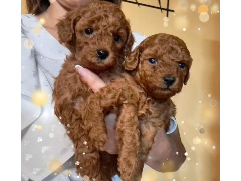 Toy poodle yavrular ruhsatlı köpek çiftliğinden