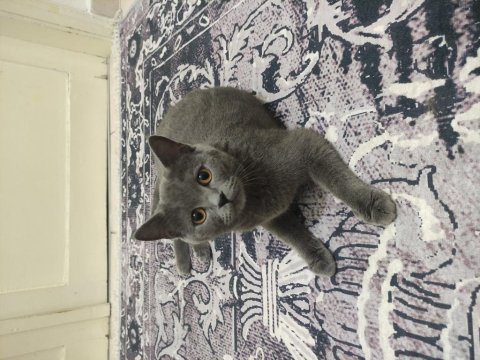 British shorthair uysal kedimiz