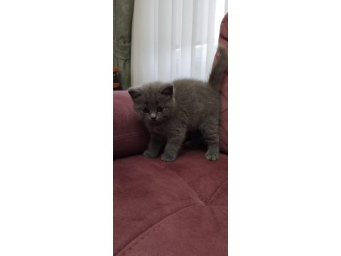 Koca kafalı british shorthair yavruları
