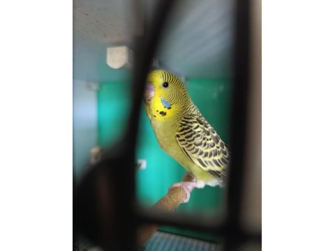 Toplu jumbo yerli rainbow yavru yetişkin muhabbet