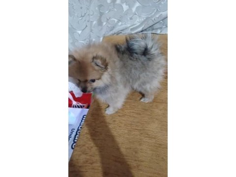 Pomeranian yavru 3 aylık