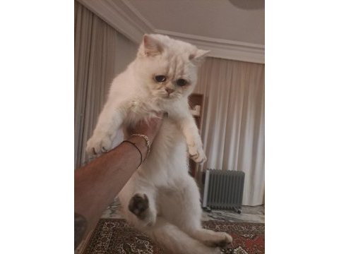 Show kalite british shorthair yavrular