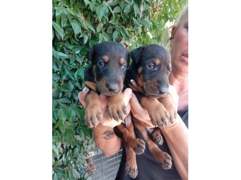 Irk ve sağlık garanti doberman yavrularım