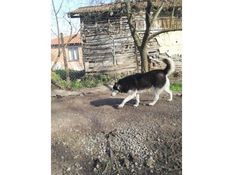 Husky köpeğimize yeni yuva arıyoruz