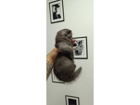 1 scottish fold ve 2 british longhair yavru kedilerim