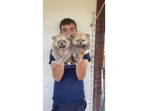 A kalite pomeranian yavrular