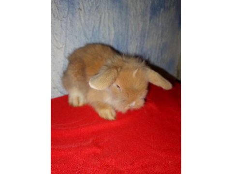 Teddy lop tavşan yavrular mavi göz