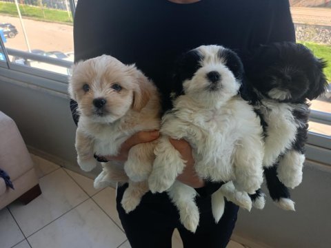 Morkie özel ırk yavrular