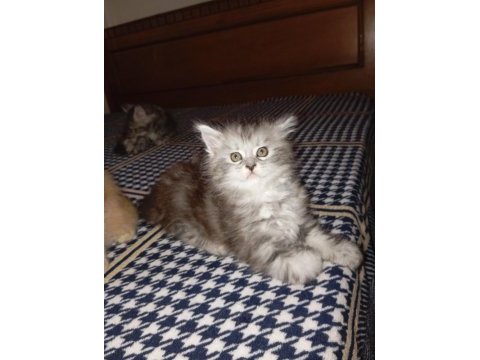 Rus kanı maine coon yavrular
