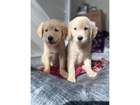Muhteşem babyface golden retriever yavrular