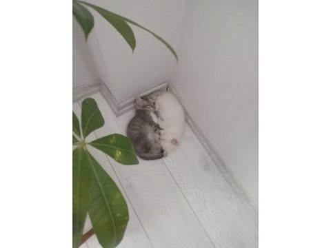 2 tane british shorthair yavrumuz