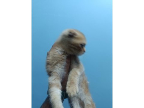 Evin neşesi geldi scottish fold