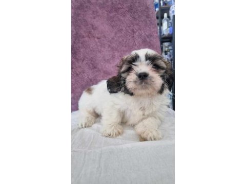 Shih tzu bebeklerimiz yeni yuvasına gitmeye hazırdır