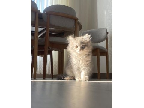 Dişi british longhair kedisi