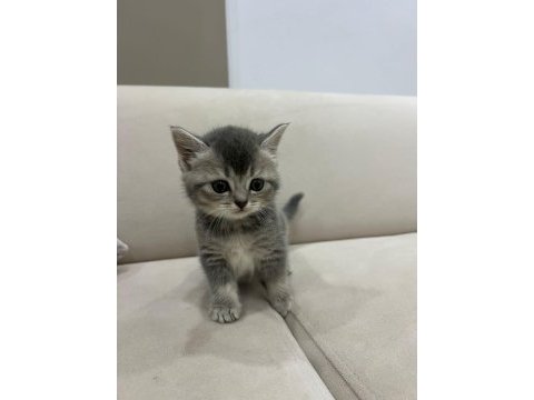 British longhair yavrularımız