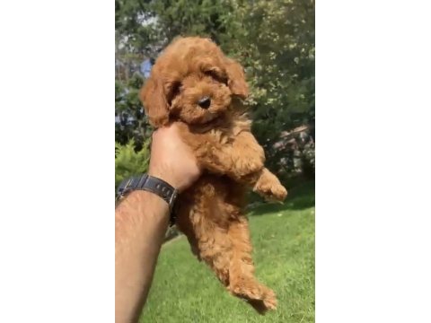 Poodle benzerliğiyle sevimli maltipoo bebekler