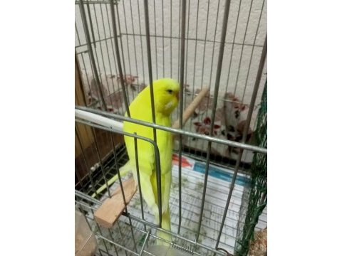 Takım muhabbet kuşları