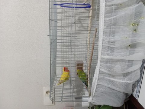 Takım cennet (sevda) papağanı