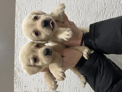 Renk renk labrador bebekler