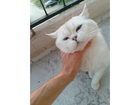 1 çift british shorthair