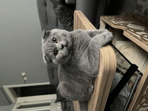 Acil scottish fold erkek
