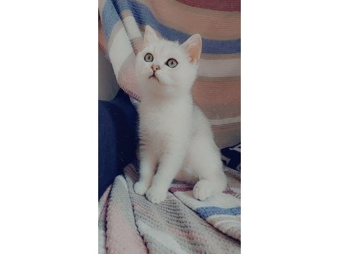 British shorthair 2 aylık dişi yavrular