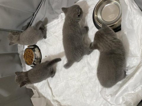 Safkan british shorthair