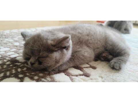 British shorthair erkek kedimiz