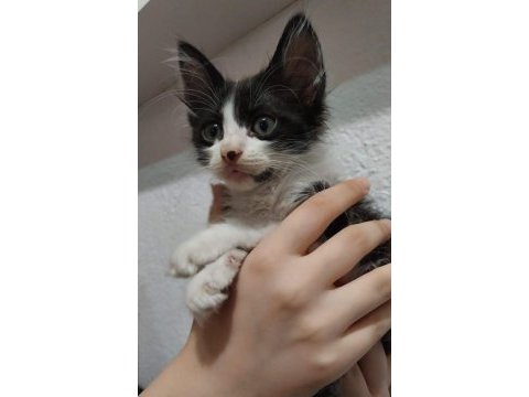 2 aylık 5 smokin kardeş kediler