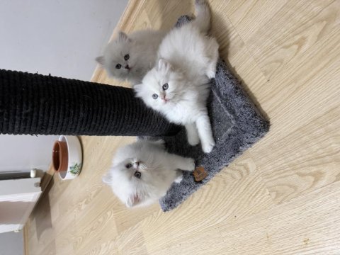 British longhair paşam hazır