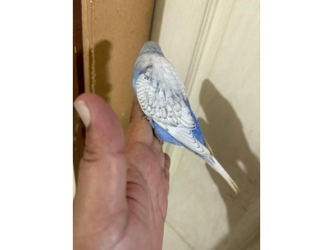 31 günlük muhabbet kuşu oğlan bebek