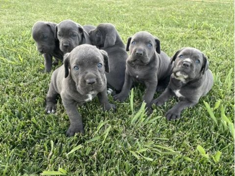 Cane corso yavru