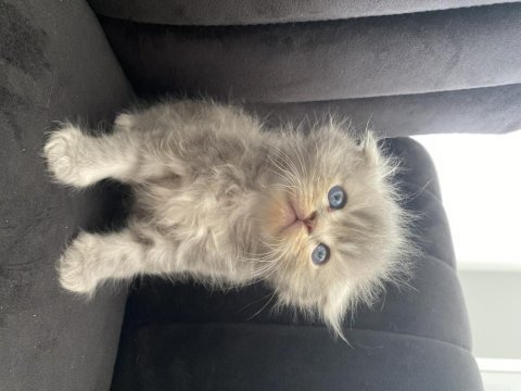 Scottish fold longhair